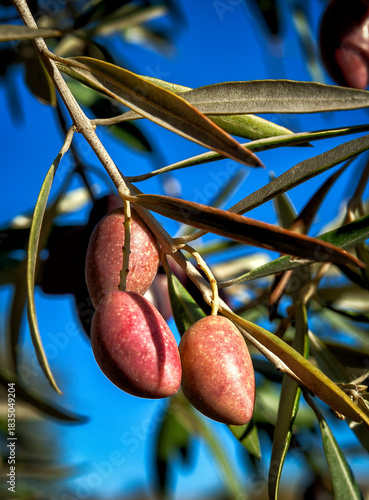 Aceitunas en el olivo