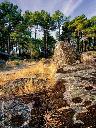 Granito y pinos en verano