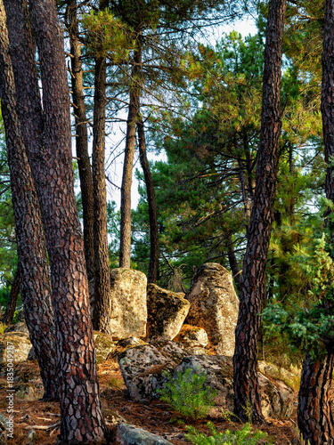 Rocas de granito entre los pinos