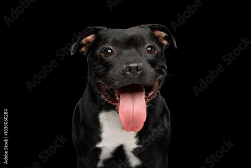 Portrait of staffordshire bull terrier on black background
