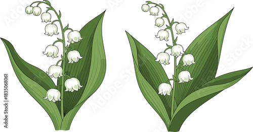 Elegant lily of the valley botanical illustration with green leaves, delicate white bell flowers, spring floral artwork, natural plant drawing design