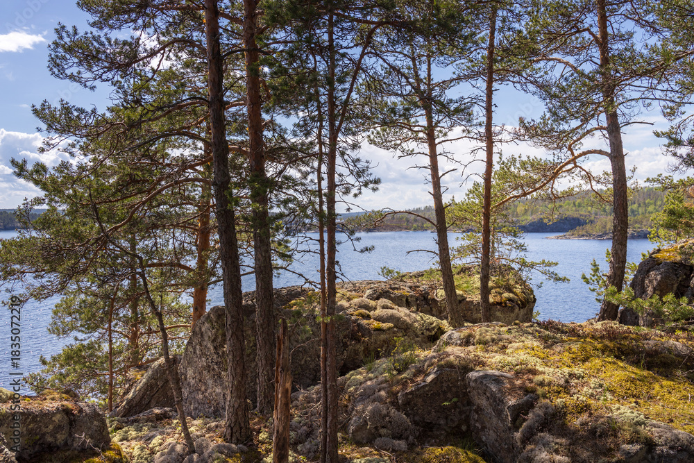 Obraz premium Forest with a body of water in the background