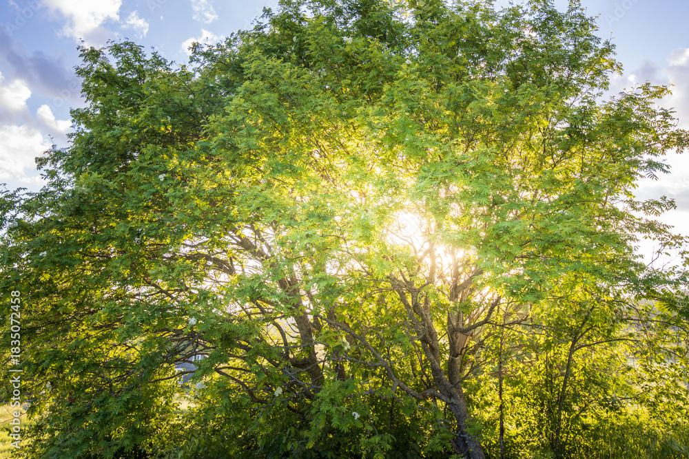 Fototapeta premium Tree with leaves is in the sun