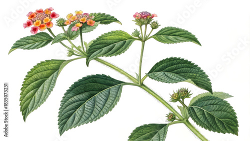 Lantana camara plant with vibrant orange and pink flowers and green foliage on a white background