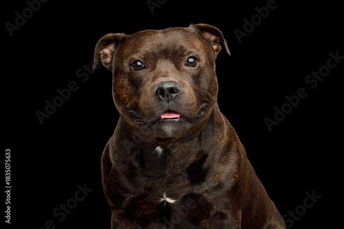 Portrait of staffordshire bull terrier on black background