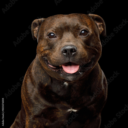 Portrait of staffordshire bull terrier on black background