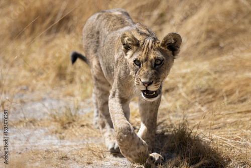 Lions (Panthera leo) at the Charl Marais Reservoir in the Etosha National Park, Namibia