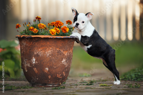 cute boston terrier puppy posing with a pod of flowers outdoors