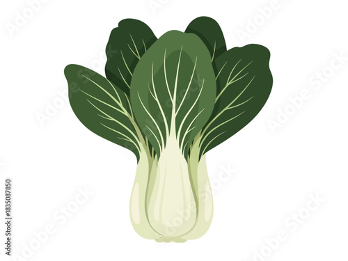 This crisp vector illustration depicts a fresh bok choy with thick, pale white stalks that branch out into vibrant, spoon-shaped dark green leaves