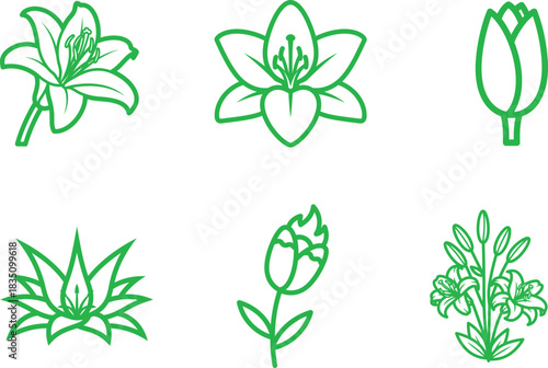 Delicate flower outlines of various lily species blooming in spring a botanical study offering symbolic meaning and natural beauty for design inspiration and art projects