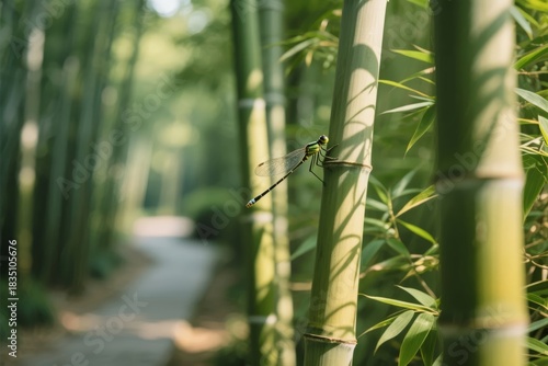 Dragonfly perched on bamboo stalk in a serene forest pathway