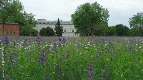 Wildblumenwiese am Rand des Klenze Parks in Ingolstadt in voller Blüte