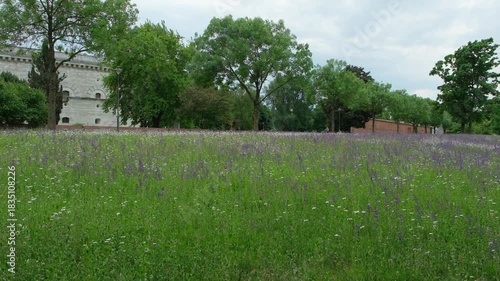 Wildblumenwiese am Rand des Klenze Parks in Ingolstadt in voller Blüte