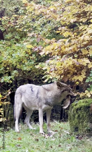 Wolf eating prey before another wolf takes it in autumn forest