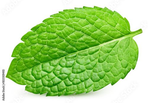 Fresh mint isolated on transparent background. Fresh mint leaf. Mint PNG