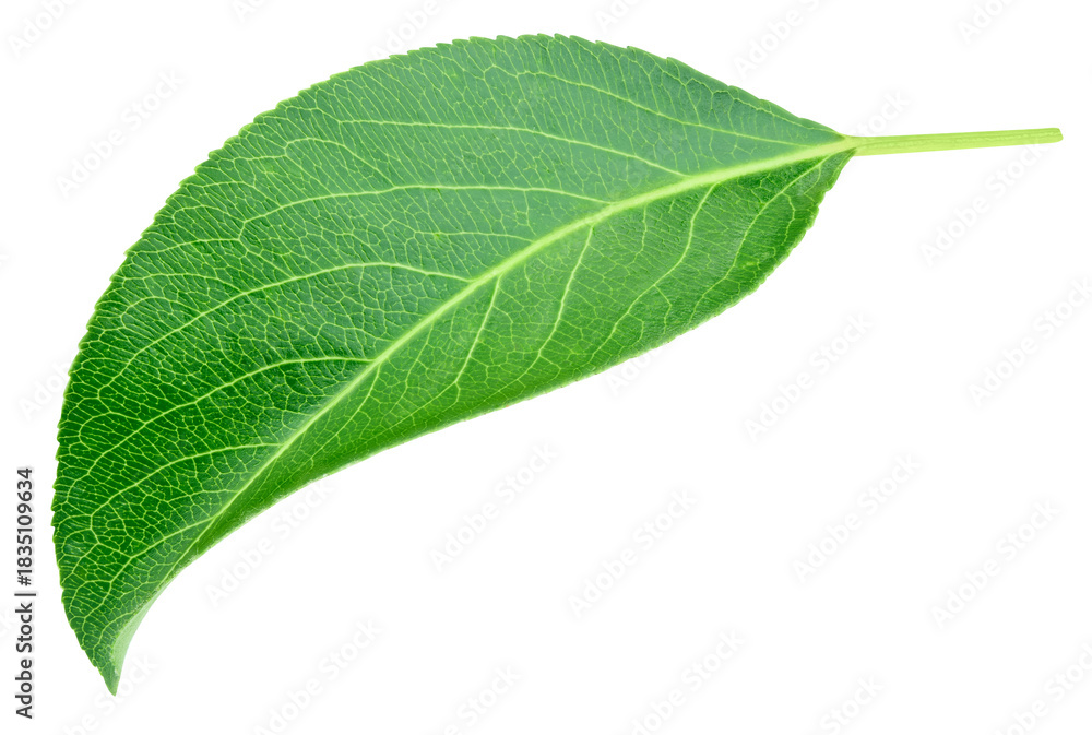 Obraz premium Green pears leaf isolated on transparent. Pears leaf PNG. Pears leaf full macro photo. No AI