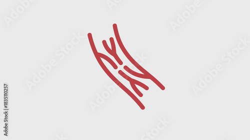 Minimalist red line art illustration diagram of human blood vessels, depicting internal blood flow and circulation within the cardiovascular system, a professional graphic resource for biology, anatom