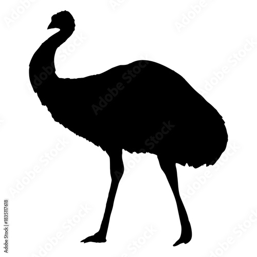 Emu bird silhouette. Realistic vector animal