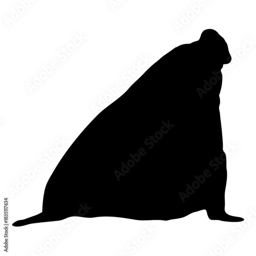Elephant seal silhouette. Realistic vector animal