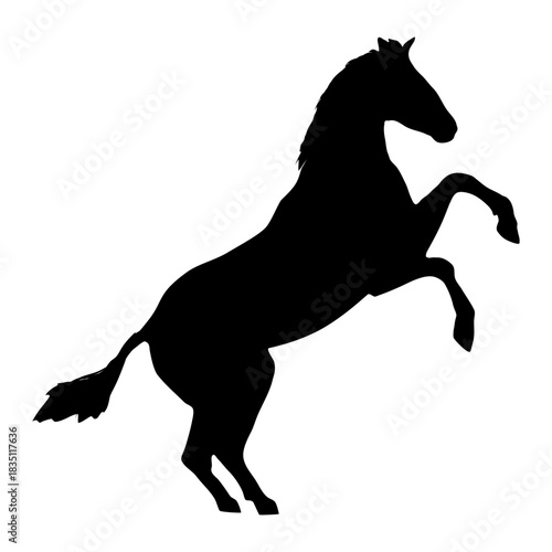 Domestic horse silhouette. Realistic vector animal
