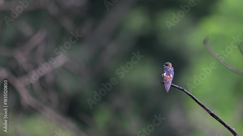 A beautiful Red rumped swallow perched on a dry branch with blurred background.