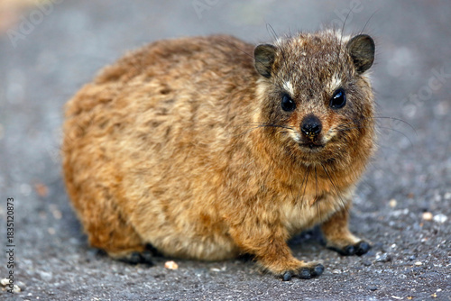 Rock hyrax