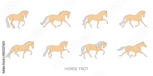 Set of vector illustrations showing horse trotting in different motion phases on white background