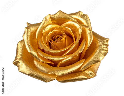 Goldene Rose isoliert auf Weiß – luxuriöser Freisteller