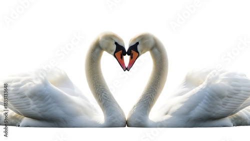 Fototapeta Naklejka Na Ścianę i Meble -  Two white swans forming a heart shape with necks isolated on transparent background