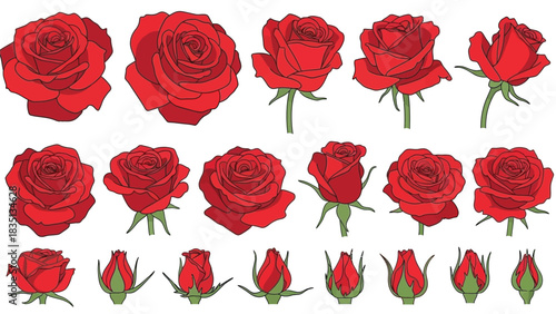 Set of Red Rose Flower Illustrations in Different Stages, from Full Bloom to Bud, Vector Collection