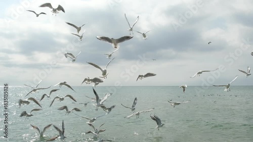 Large flock of seagulls flying low over ocean water, cloudy sky on background. Concept of freedom, nature, travel, migration and wildlife