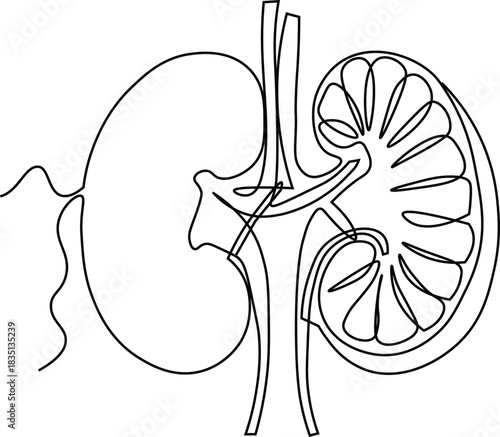 A refined black-and-white vector illustration of a human kidney, drawn with clean, bold outlines and highly detailed branching veins. 