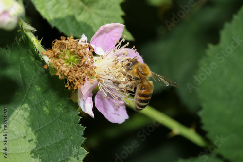 Eine Honigbiene an einer Brombeerblüte, Apis Mellifera