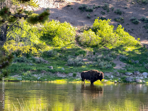 Scenic landscape view of a bison standing in a river in Yellowstone National Park. No people.