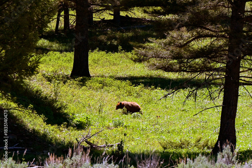 Grizzly bear roaming in a meadow in Yellowstone National Park. The ears of its cub can be seen in the long grass. 