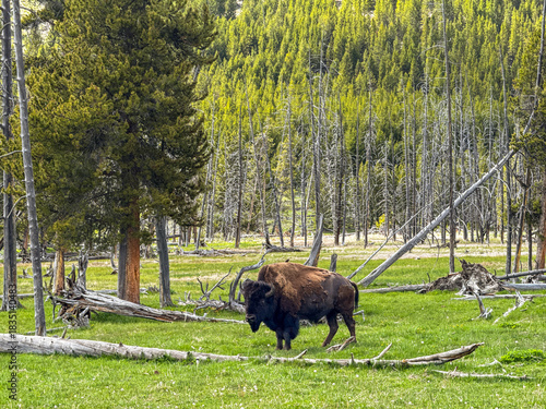 Bison in Yellowstone National Park