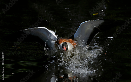 Common shelduck
