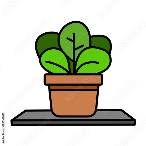 Large Round Leaves Standing Proud