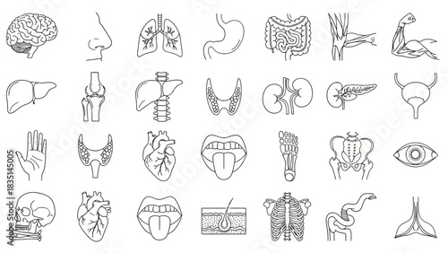 A comprehensive collection of human anatomy and internal organ line icons for medical illustrations and infographics