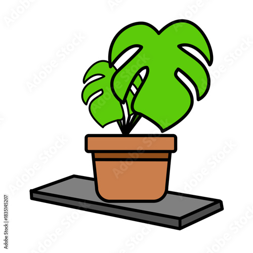 Monstera Leaves Drooping Over Shelf