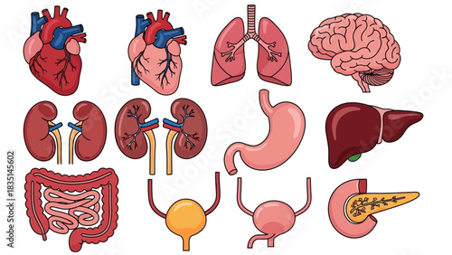 Set of Human Internal Organs Isolated on White Background - Medical Illustrations