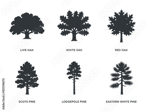 Collection of various tree silhouettes. Oak and pine species in black. Nature element. White background.