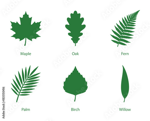 Diverse leaf shapes. Maple, oak, fern, palm, birch, and willow leaves in natural green.