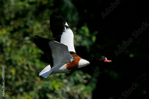 Common shelduck