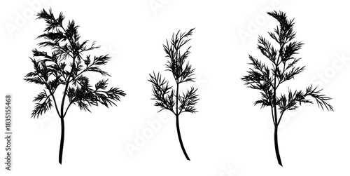 Dill plant monochrome botanical fragrant herbs set, clip art drawing isolated. Graphic hand drawn ink vector