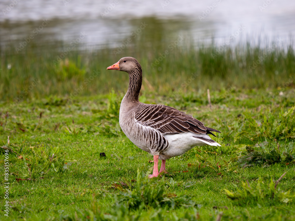 Obraz premium Greylag Goose in a Meadow by Soar River
