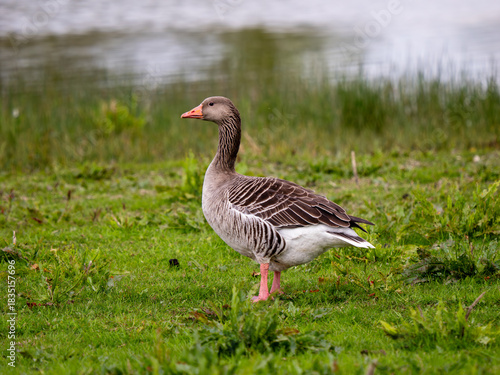 Greylag Goose in a Meadow by Soar River