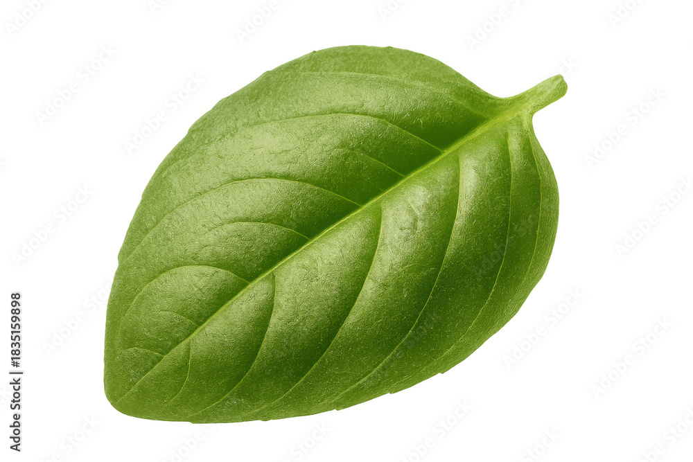 Obraz premium Fresh green basil leaf presenting natural texture and vibrant color, healthy organic aromatic herb, transparent background