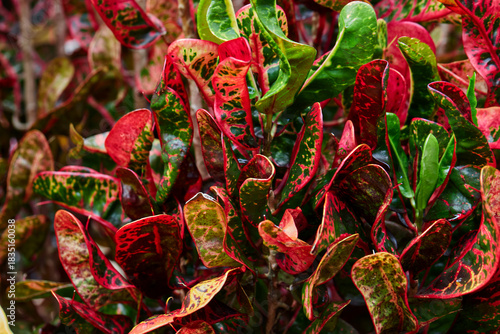 Vibrant of red Croton ​leaves