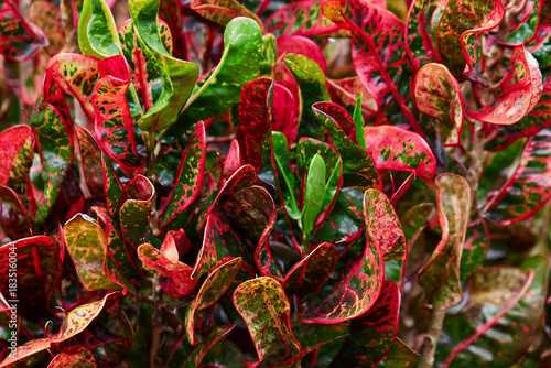 Vibrant of red Croton ​leaves